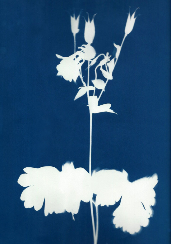 cyanotypes
