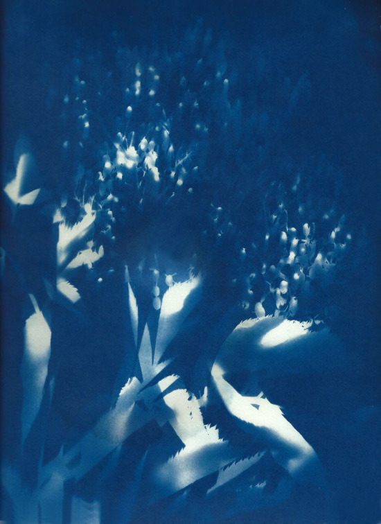 cyanotypes