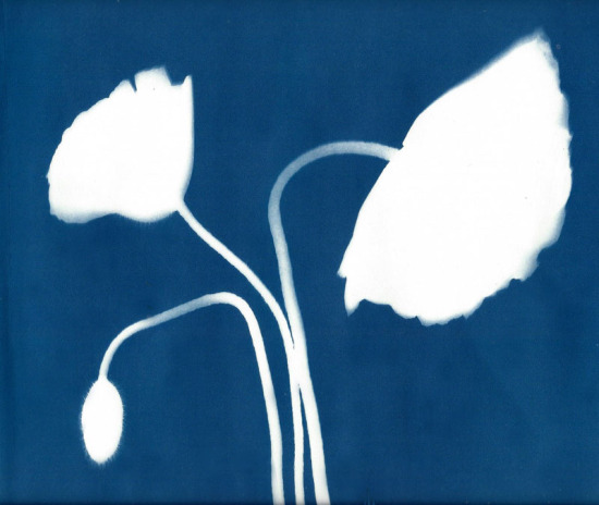 cyanotypes