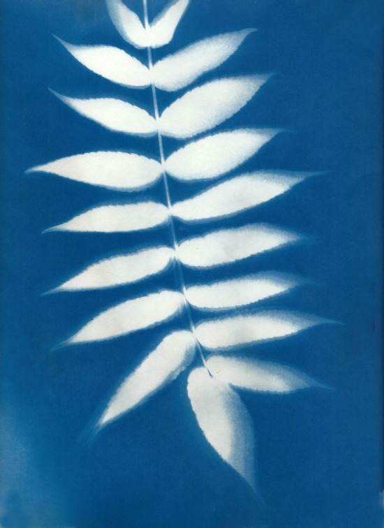 cyanotypes