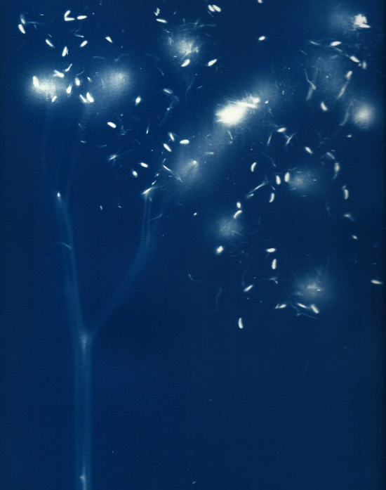 cyanotypes