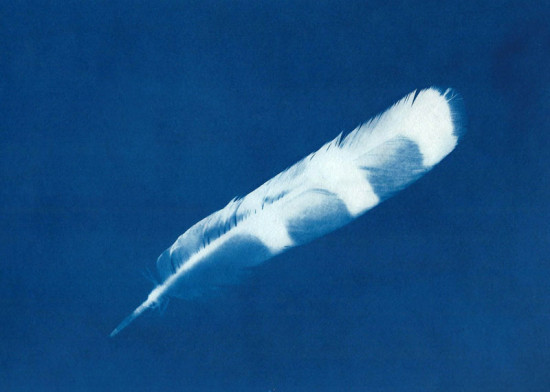 cyanotypes