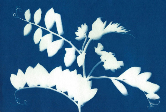 cyanotypes