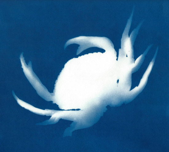 cyanotypes