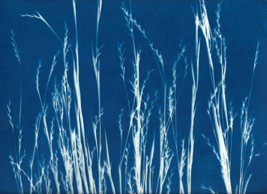 cyanotypes