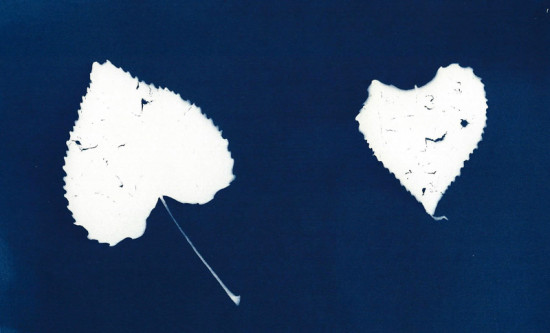 cyanotypes