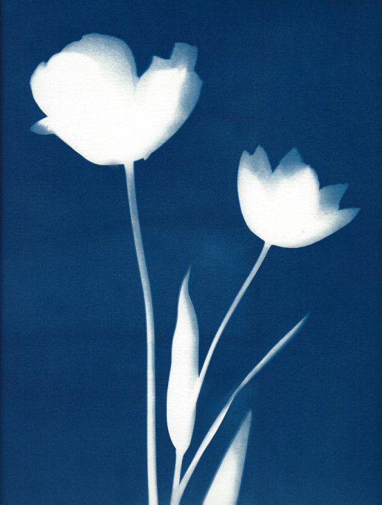 cyanotypes