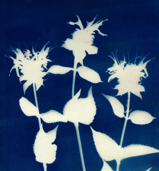 cyanotypes