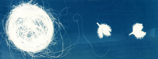 cyanotypes