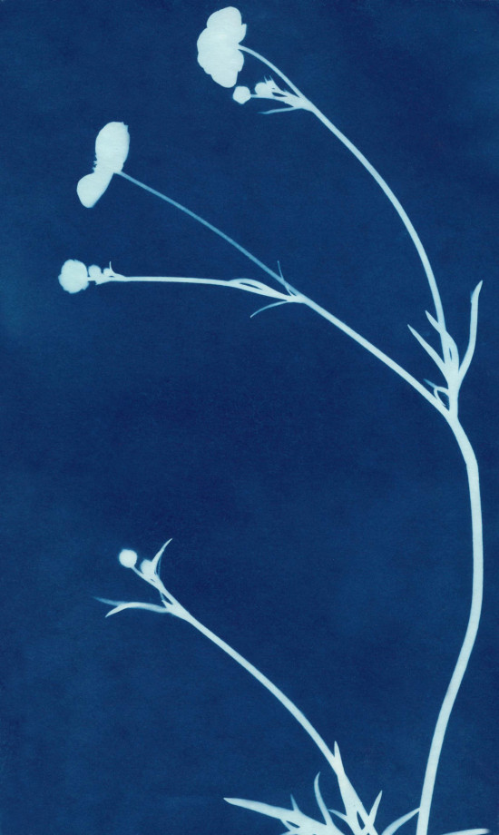cyanotypes