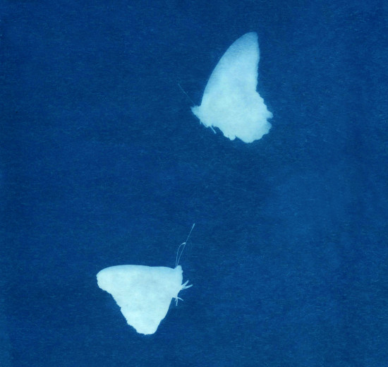 cyanotypes