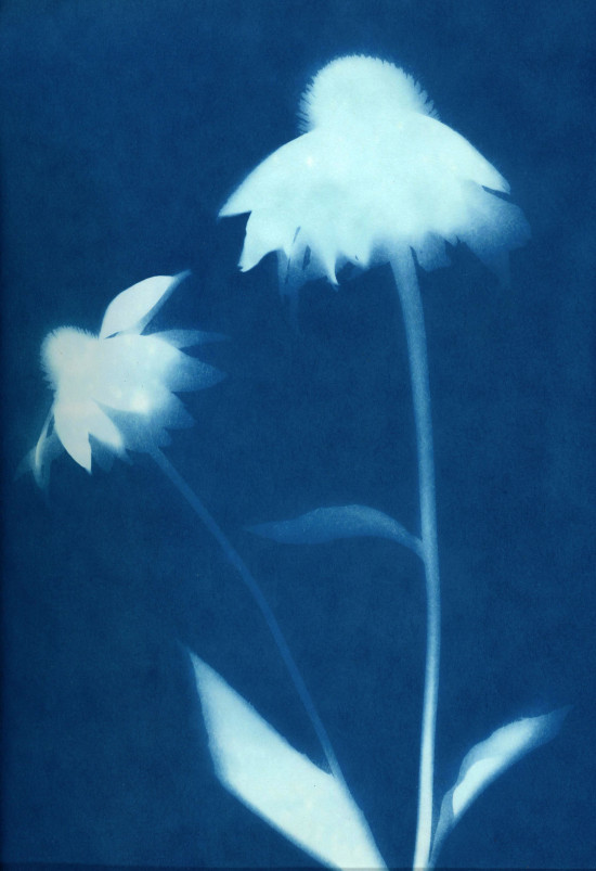 cyanotypes