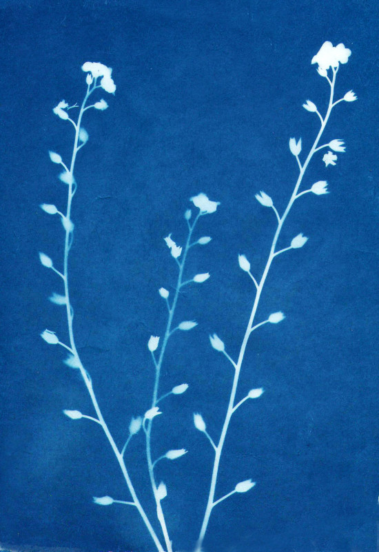 cyanotypes