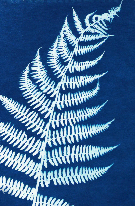 cyanotypes