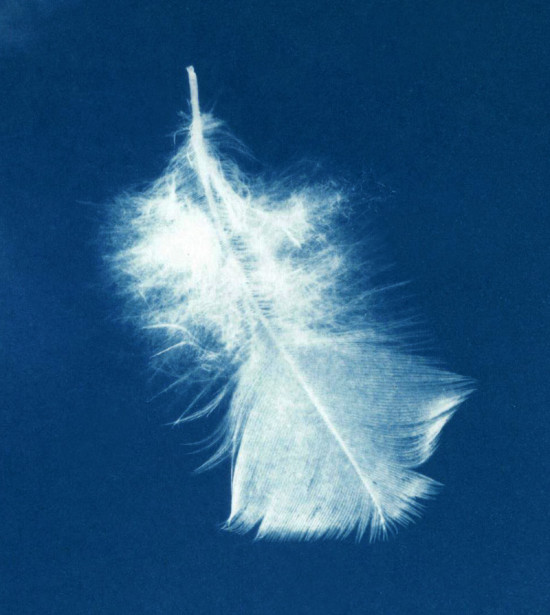 cyanotypes