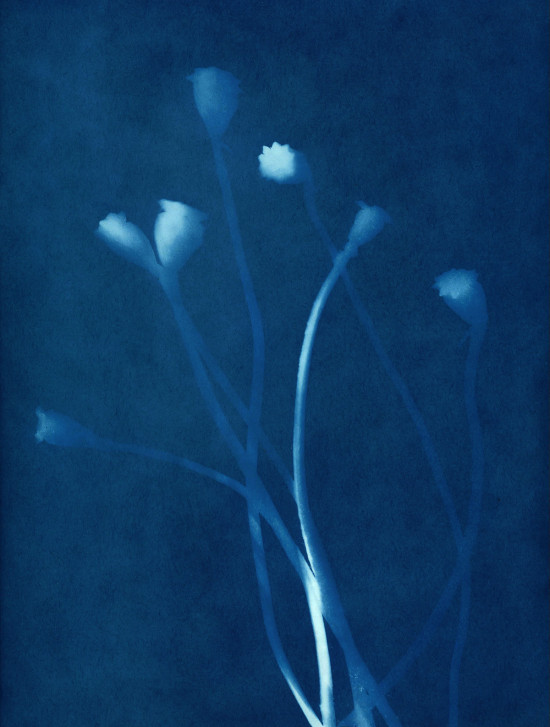 cyanotypes