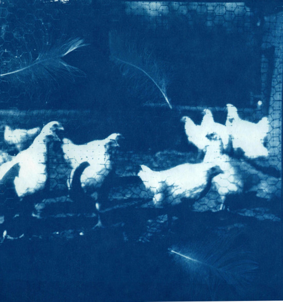 cyanotypes