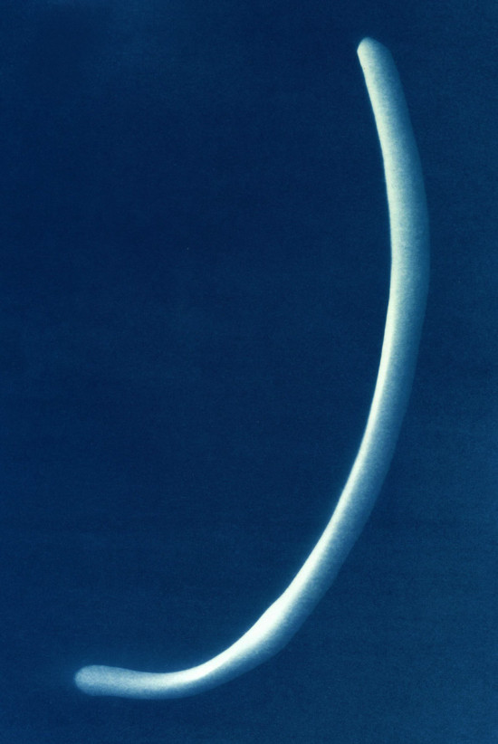 cyanotypes