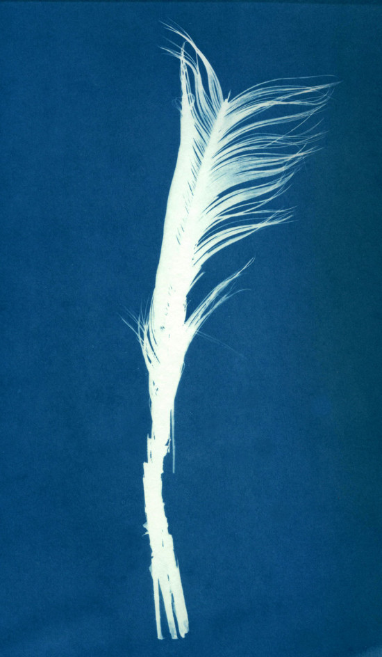 cyanotypes