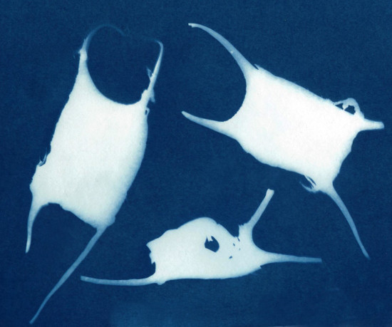 cyanotypes
