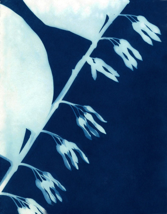 cyanotypes
