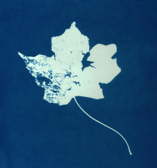 cyanotypes