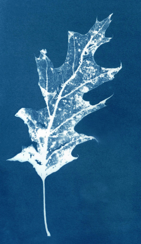 cyanotypes