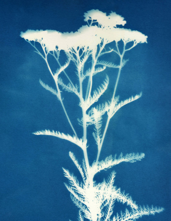 cyanotypes